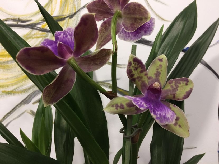 D4B96041-956E-4DAC-B84F-32512EED2C1E - Varietati speciale de Cambria si Zygopetalum