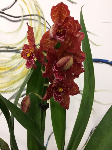 0DB9BF44-60C6-4C64-8F24-E4E4517D8A8E - Varietati speciale de Cambria si Zygopetalum
