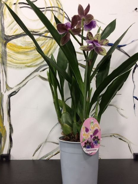2E28ACE6-97AB-4F4A-8217-E83EA01CE794 - Varietati speciale de Cambria si Zygopetalum