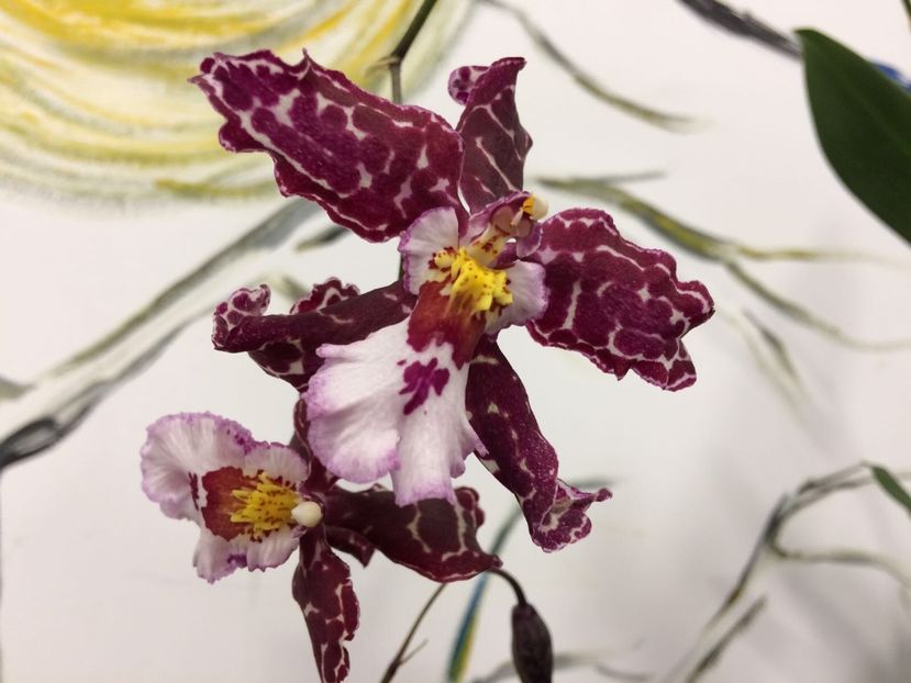 7337029B-4636-4DEF-A9FB-28ED6FA752D3 - Varietati speciale de Cambria si Zygopetalum
