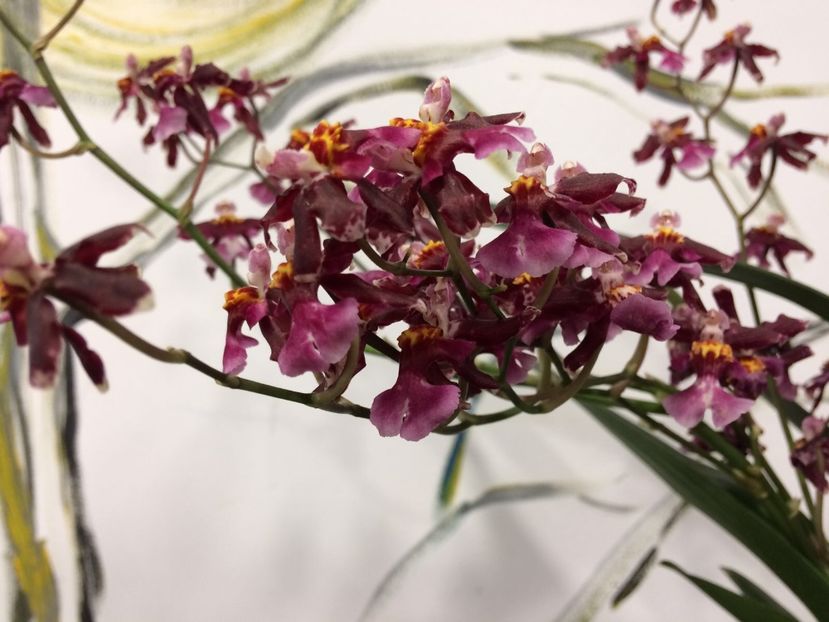 74A7502C-C2B5-4F41-8B4D-25561BFD7D3F - Varietati speciale de Cambria si Zygopetalum