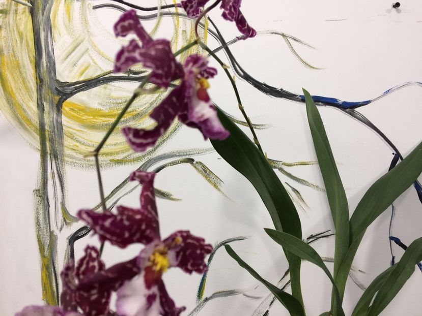 AB270CDA-761F-4A38-98DE-356952EFC889 - Varietati speciale de Cambria si Zygopetalum