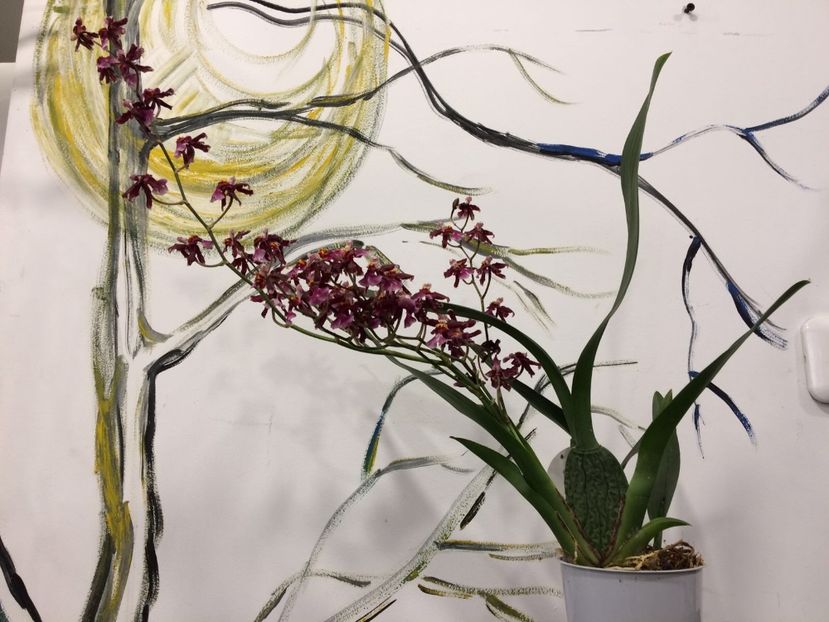 B9E27D14-B7FE-46C0-8EF4-D6B77B4F009A - Varietati speciale de Cambria si Zygopetalum