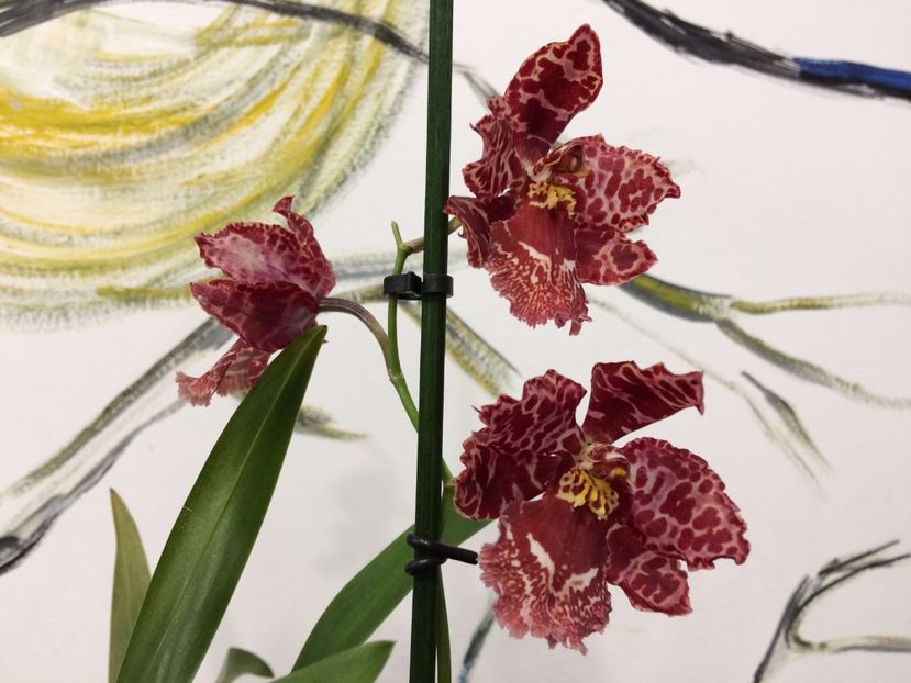 F3B70A3E-F56A-4BA0-8A76-0829D37CCDC7 - Varietati speciale de Cambria si Zygopetalum