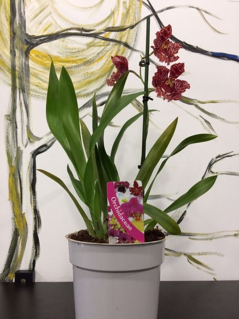 CA773E20-4860-419A-90D8-8AC143E1A84A - Varietati speciale de Cambria si Zygopetalum