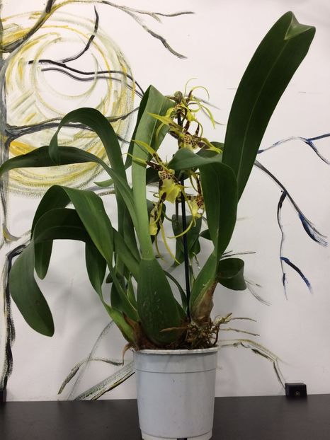 3CB86271-C097-4F79-A46B-EC4C1DF7D82C - Varietati speciale de Cambria si Zygopetalum