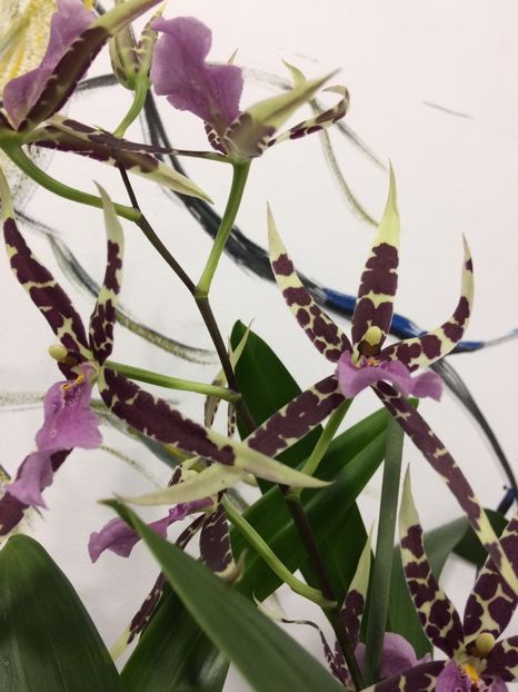 A644D967-CA8E-497D-B166-7DFC20FC5D05 - Varietati speciale de Cambria si Zygopetalum