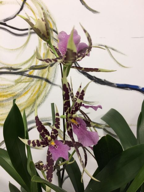 E008C333-24E3-46B3-97F3-2A234E201C92 - Varietati speciale de Cambria si Zygopetalum