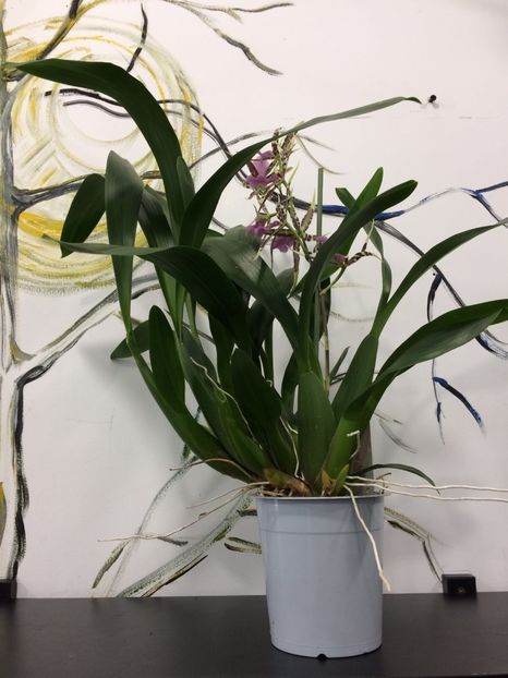 2E140D15-15F0-4002-A4FB-EB962698C140 - Varietati speciale de Cambria si Zygopetalum