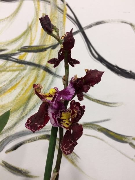 5F8938C4-BB2F-4C86-A22B-BED685E57CA2 - Varietati speciale de Cambria si Zygopetalum