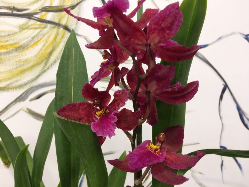 98C450EF-9666-46BF-ABDA-E0E898A903E0 - Varietati speciale de Cambria si Zygopetalum