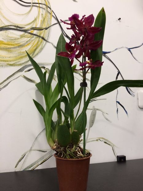 01934419-8286-4979-81E6-45F8C9E2311B - Varietati speciale de Cambria si Zygopetalum
