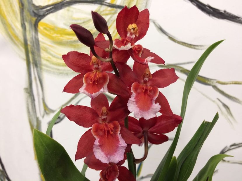 98FC4CC7-C14C-4EB7-AF9C-A65BE16DDF78 - Varietati speciale de Cambria si Zygopetalum