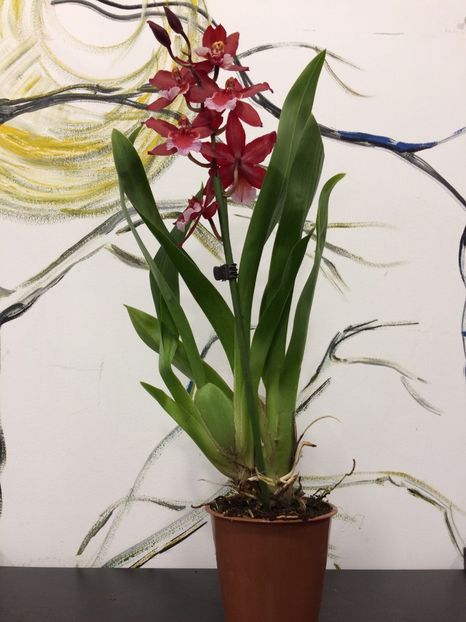 412733A2-9200-4D3D-893D-4051FBBA4E5E - Varietati speciale de Cambria si Zygopetalum
