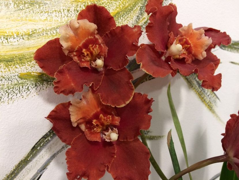 D431845C-3009-4934-A2A6-628134BF26CC - Varietati speciale de Cambria si Zygopetalum