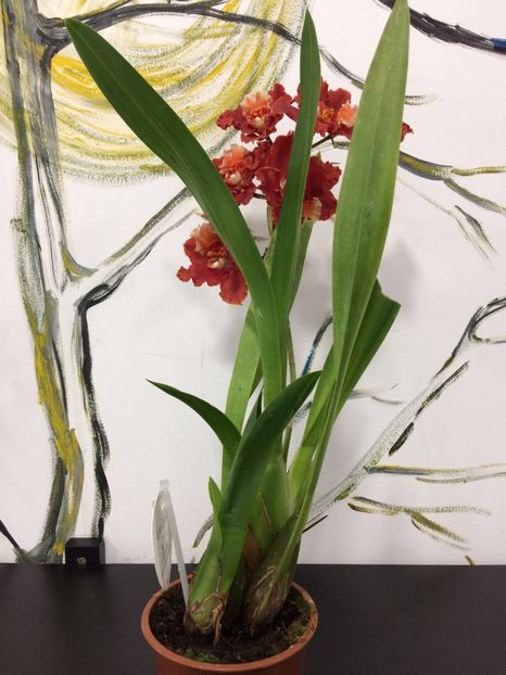 A2326F8C-8675-4AEB-9811-A22AFDDB33F8 - Varietati speciale de Cambria si Zygopetalum