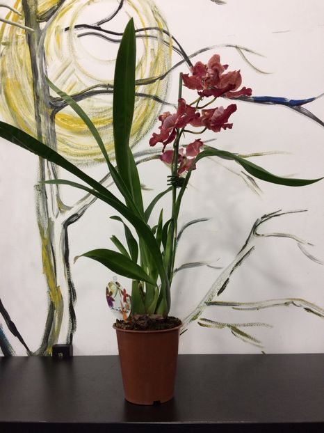 41A6D52E-DCFC-4688-AD7C-A60AAE1AEC00 - Varietati speciale de Cambria si Zygopetalum