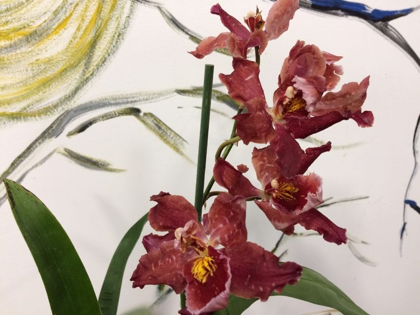 BB8AD482-441A-4326-B5EA-6CA30977CCE8 - Varietati speciale de Cambria si Zygopetalum