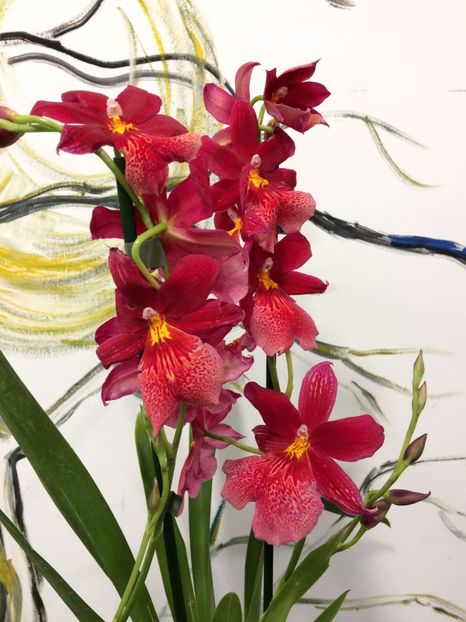 979CE31D-301B-48D6-B79D-DB3211FC55A3 - Varietati speciale de Cambria si Zygopetalum