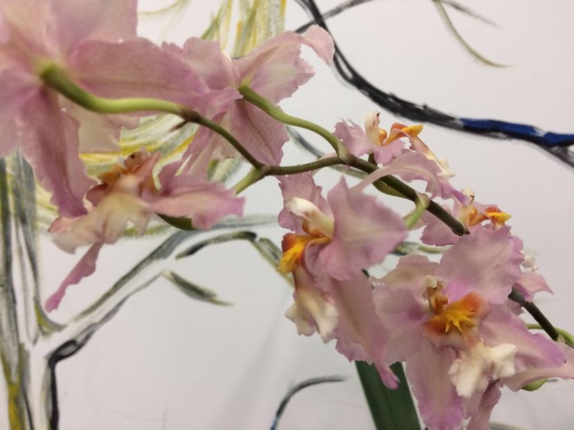 811E7795-B45B-4CD6-B66E-ECAD826C8F6C - Varietati speciale de Cambria si Zygopetalum