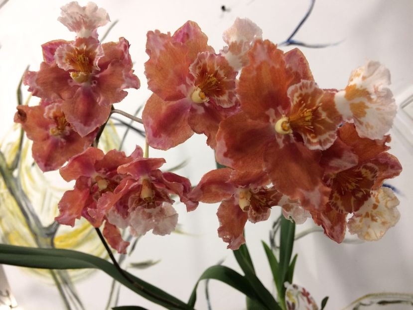 EC5D5812-BF08-4AD5-A1F5-1DB04AAEDB03 - Varietati speciale de Cambria si Zygopetalum