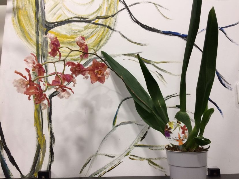 2A75FA9F-E42B-454A-91DA-8571D5B8B186 - Varietati speciale de Cambria si Zygopetalum
