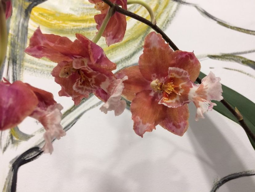 5735B41E-2727-43F3-9B8C-D1291DDAAC4E - Varietati speciale de Cambria si Zygopetalum