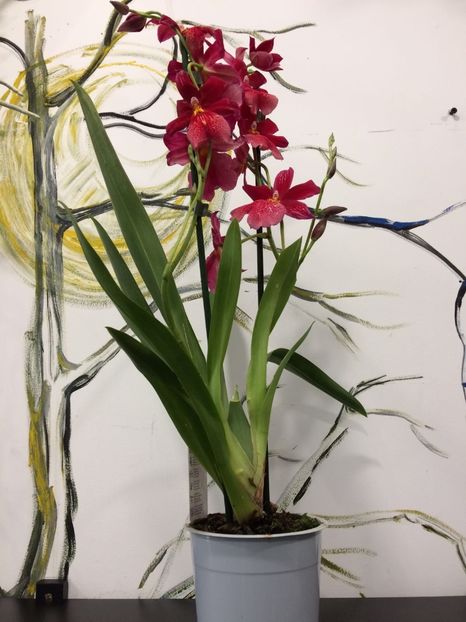 09C48CAF-9F9C-45EC-874E-B83F41A7604C - Varietati speciale de Cambria si Zygopetalum