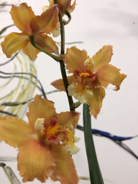 D189A048-0779-4B45-B52D-1075EA7010F0 - Varietati speciale de Cambria si Zygopetalum