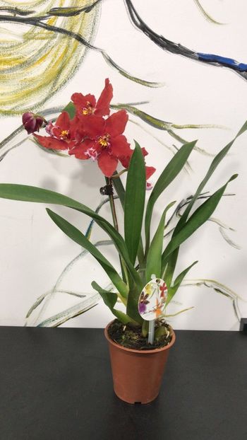 AFFCCDCB-F6B2-48DD-B3E7-921BE81A3075 - Varietati speciale de Cambria si Zygopetalum