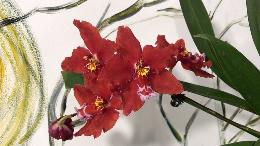081288E8-6791-43A5-B2A8-1D829331F1BF - Varietati speciale de Cambria si Zygopetalum