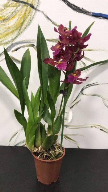 457FF285-DD61-4757-B1CC-02078136C73A - Varietati speciale de Cambria si Zygopetalum