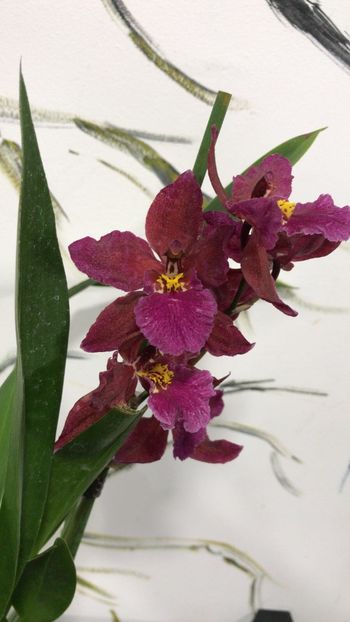 7FAF034A-BCCA-4C96-8A7F-396B249749F1 - Varietati speciale de Cambria si Zygopetalum