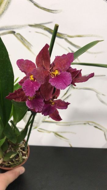 51DBCFD8-F5BC-4E02-8F17-45F7A4BC4B14 - Varietati speciale de Cambria si Zygopetalum