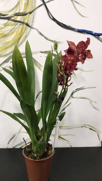 D313EA2F-88C0-464A-8213-0040CAF90A3D - Varietati speciale de Cambria si Zygopetalum