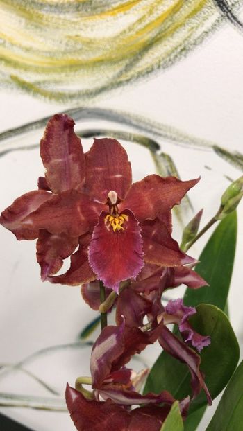 DC78C848-5A36-48F2-A856-DA658BA81918 - Varietati speciale de Cambria si Zygopetalum