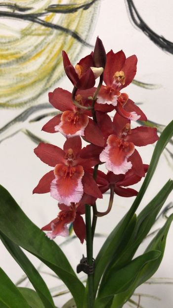 66255265-5583-46CC-B2E8-BAB2A75F5CEA - Varietati speciale de Cambria si Zygopetalum