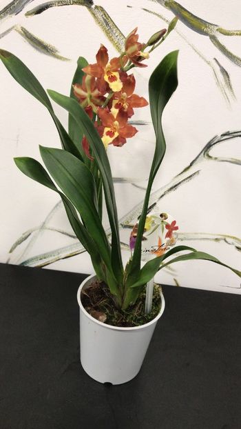24EAA890-EB95-47FA-8ABD-06D13F95B873 - Varietati speciale de Cambria si Zygopetalum