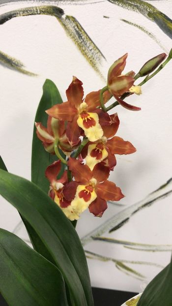 F5D18CD5-8D1B-4D37-8ED9-305CC93D83C6 - Varietati speciale de Cambria si Zygopetalum