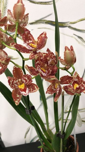 AEBC1EC9-76C3-440A-A3B3-DFA8E19FB84A - Varietati speciale de Cambria si Zygopetalum