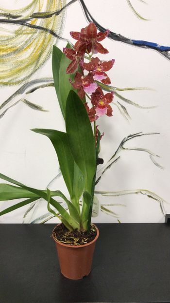 186B0BBA-3177-4CAC-9C47-58157923028D - Varietati speciale de Cambria si Zygopetalum