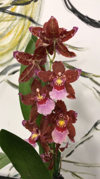 E05AB3F9-C4DD-4E0F-821C-94B441FC5874 - Varietati speciale de Cambria si Zygopetalum
