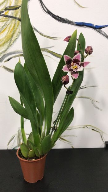 24202AD1-4F0E-459B-92A6-B5F3CEC81701 - Varietati speciale de Cambria si Zygopetalum
