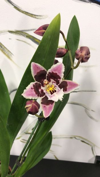 69932DFE-A767-4916-882D-06106206C26E - Varietati speciale de Cambria si Zygopetalum