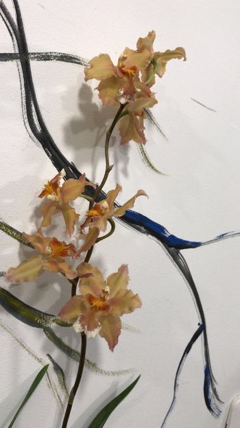 87F79CAA-A6D9-4DC8-ADC3-E6838BAEADF9 - Varietati speciale de Cambria si Zygopetalum