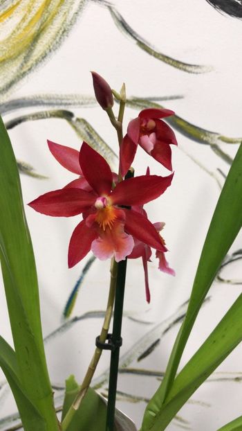 0DA5BD0A-08E8-479A-8329-B9829811DCB3 - Varietati speciale de Cambria si Zygopetalum