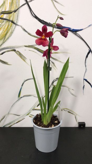 4F5252CB-C13D-46E2-9BCC-4147FAB65CAD - Varietati speciale de Cambria si Zygopetalum