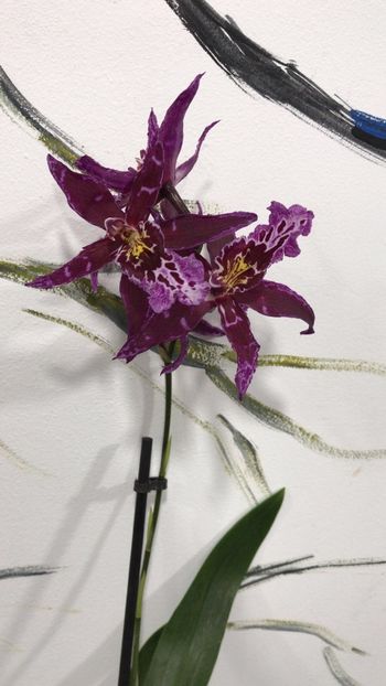 573D789E-82F3-404A-BDDF-9624042E1CE0 - Varietati speciale de Cambria si Zygopetalum
