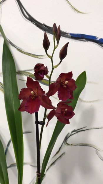 527FFF50-5566-4717-887B-58E7BD62FF2E - Varietati speciale de Cambria si Zygopetalum