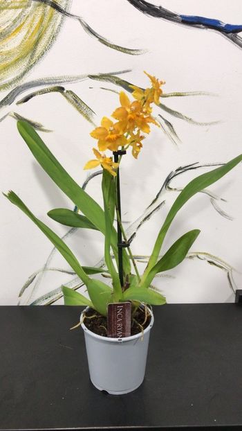 7F272ABA-0D23-4453-84B5-13A0C8A99058 - Varietati speciale de Cambria si Zygopetalum